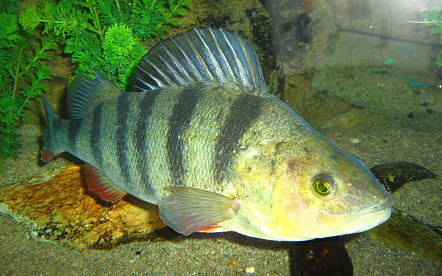 Okoń Pospolity - czym się żywi, rekord Polski i wymiary ochronne ...