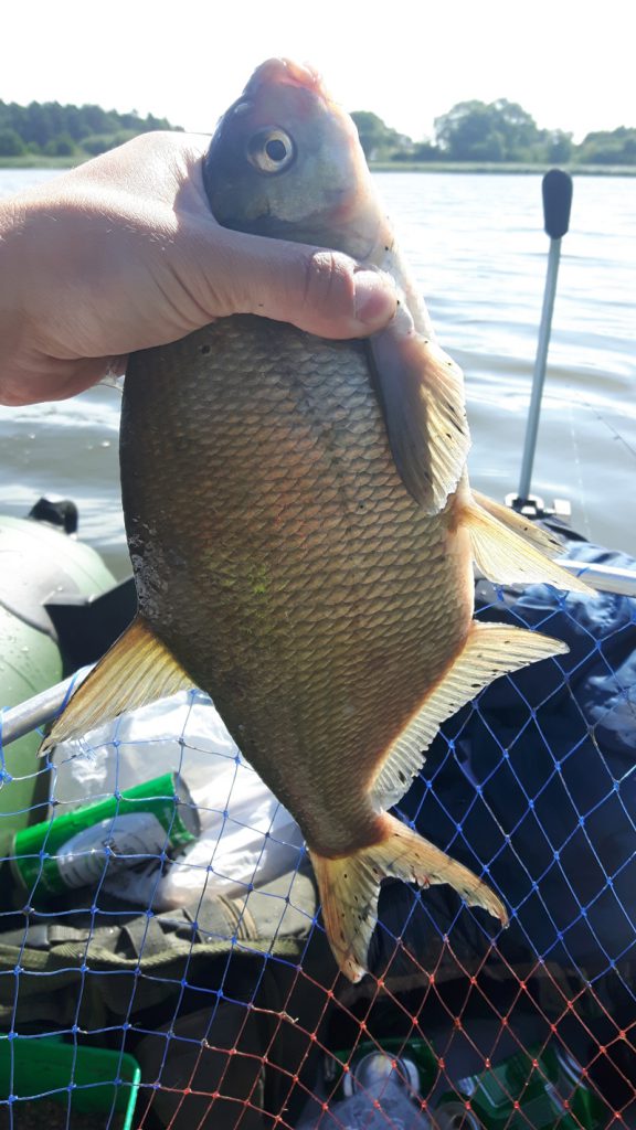 ryba-leszcz-i-zanęta