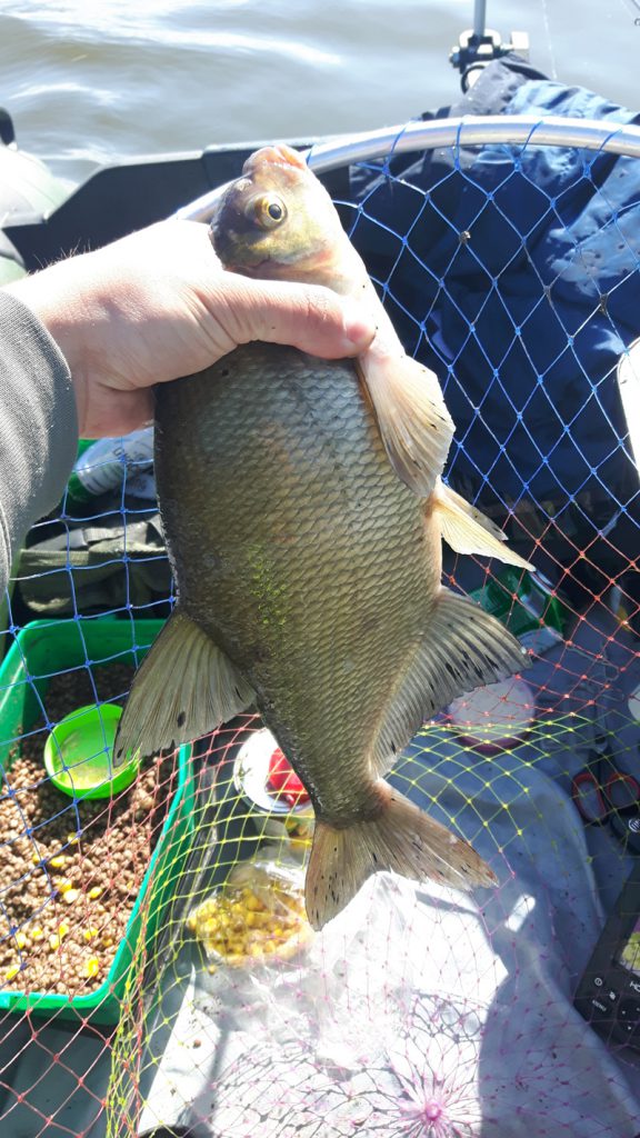 zobacz-na-co-bierze-leszcz